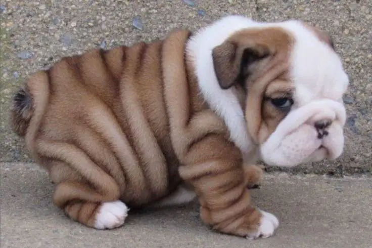 English Bulldog puppy with cute belly rolls