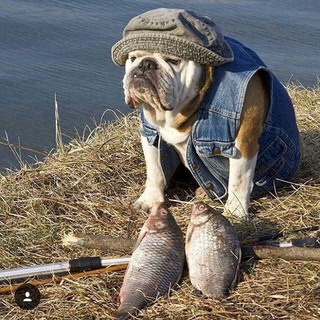 English Bulldog sitting with catfishes