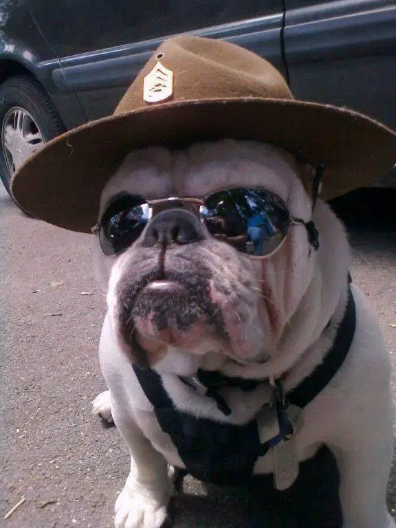 English Bulldog wearing a cowboy hat and sunglasses