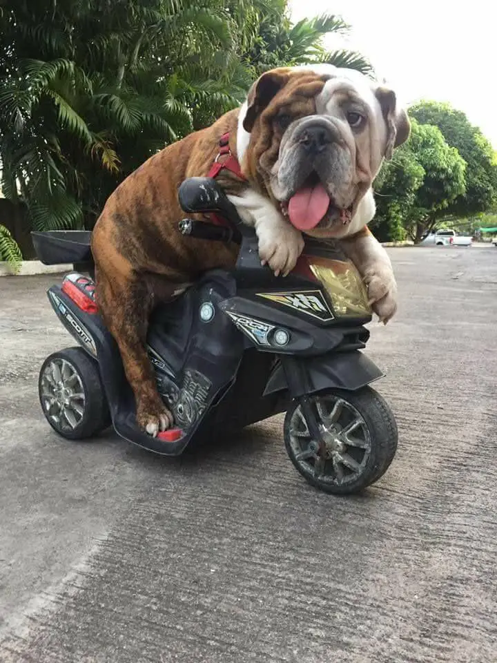 English Bulldog sitting on the motor toy