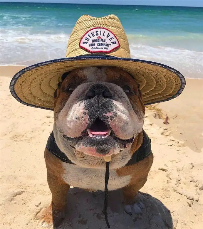 English Bulldog wearing a cowboy hat at the beach
