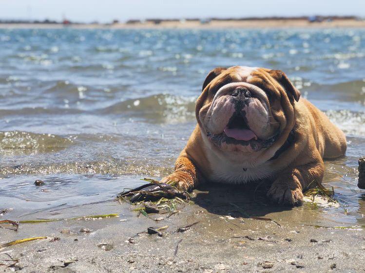 English Bulldog lying on the seashore