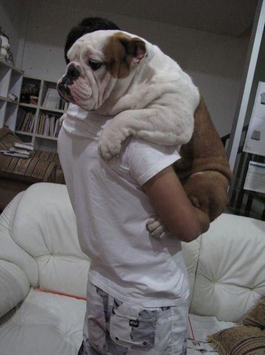 carrying English Bulldog