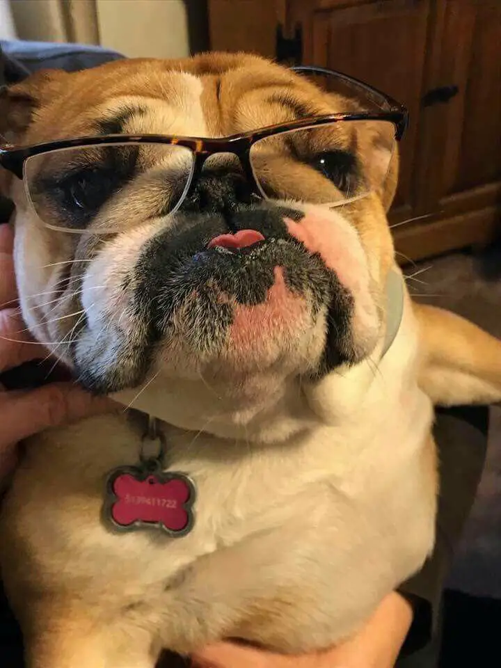 nerdy English Bulldog wearing glasses