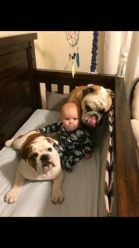 English Bulldog sitting inside the baby's crib