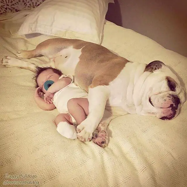 English Bulldog sleeping with a baby