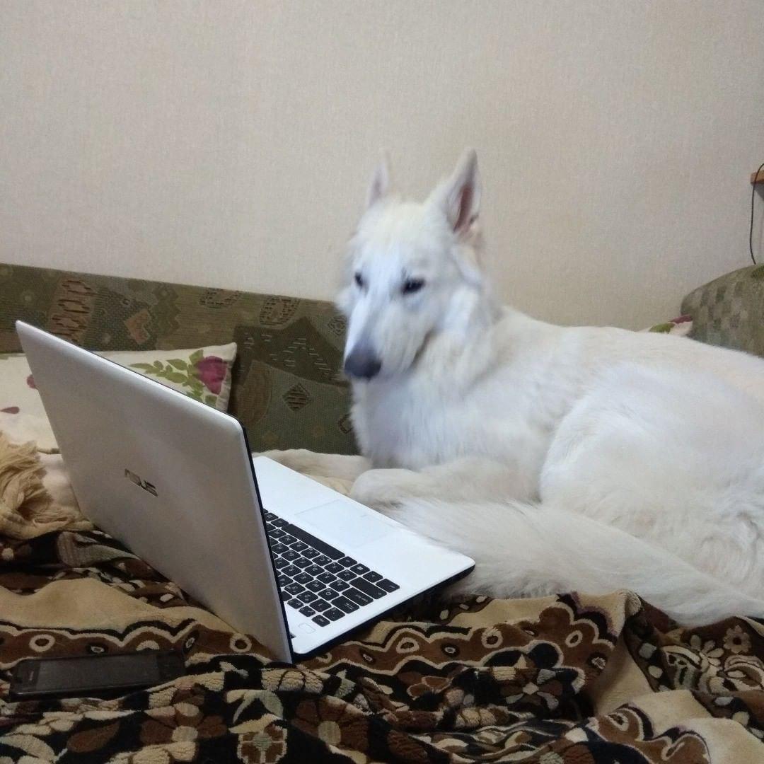A Swiss Shepherd lying on the bed while looking at the laptop in front of him