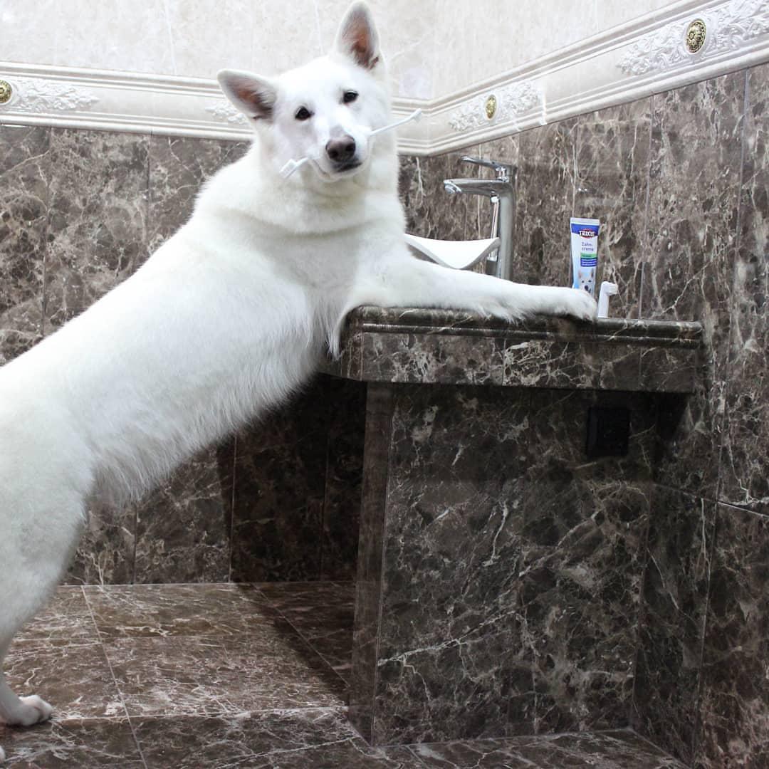 A Swiss Shepherd standing up leaning towards the sink in the bathroom