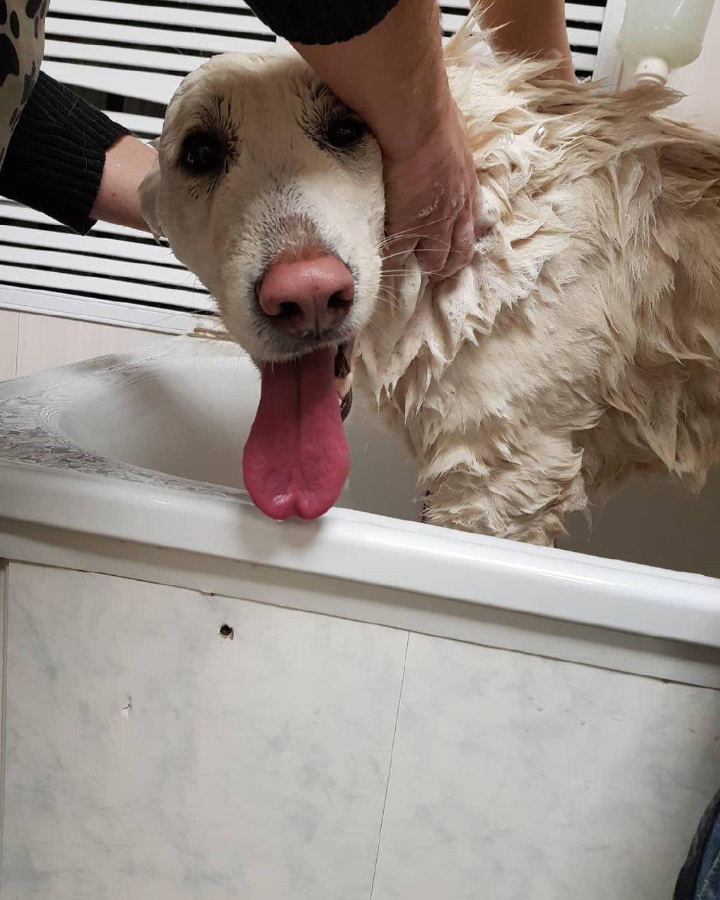 A Swiss Shepherd standing inside the bathtub while being washed
