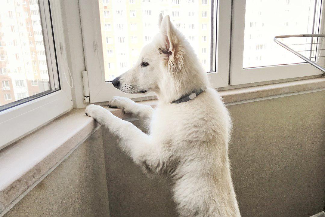 A Swiss Shepherd standing up leaning towards the window while looking outside