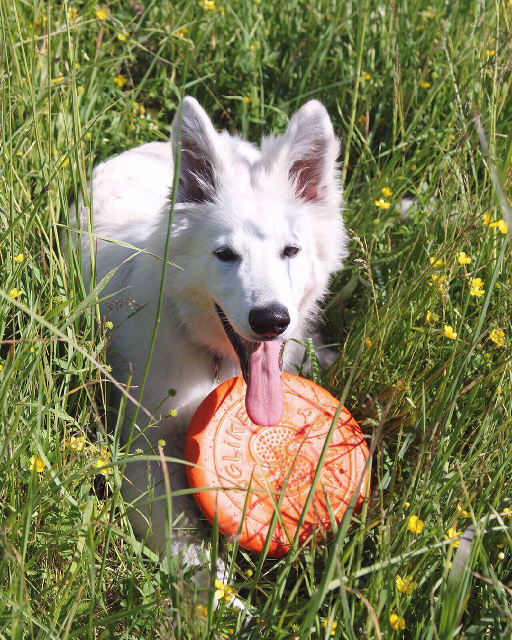 A Swiss Shepherd lying down in the field of grass with its frisbee
