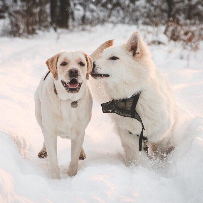 A Swiss Shepherd in snow while smelling the ears of the labrador standing beside him