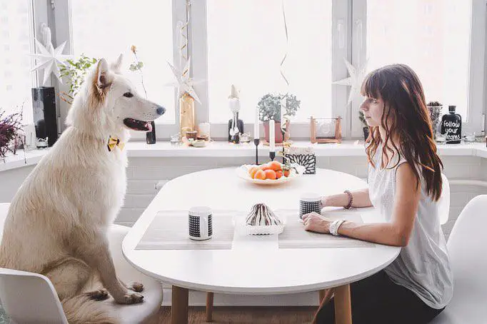 A Swiss Shepherd sitting across the table with a woman