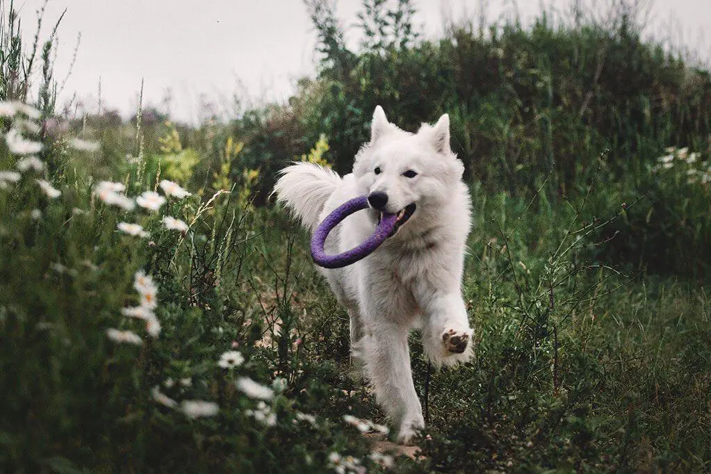 A Swiss Shepherd running in the grass while holding its ring toy