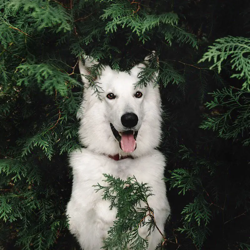 A Swiss Shepherd in the pine tree leaves smiling with its tongue sticking out