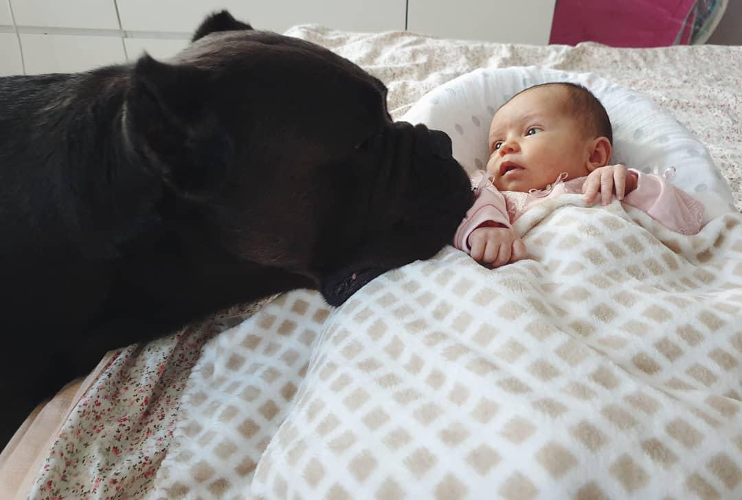 A Cani Corsi leaning towards the baby in front of him on the bed
