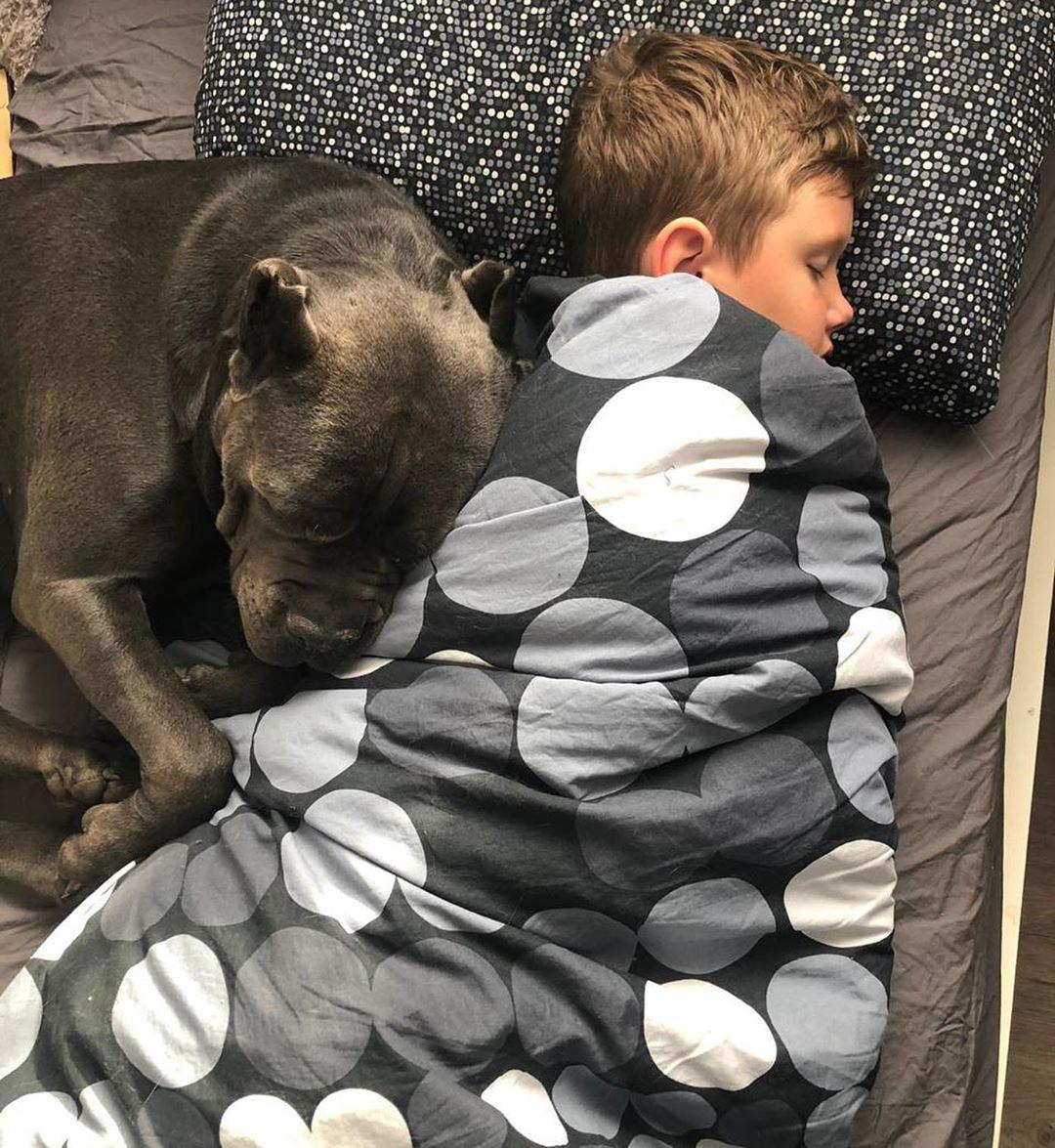 A kid sleeping on the bed with a Cani Corsi sleeping behind him