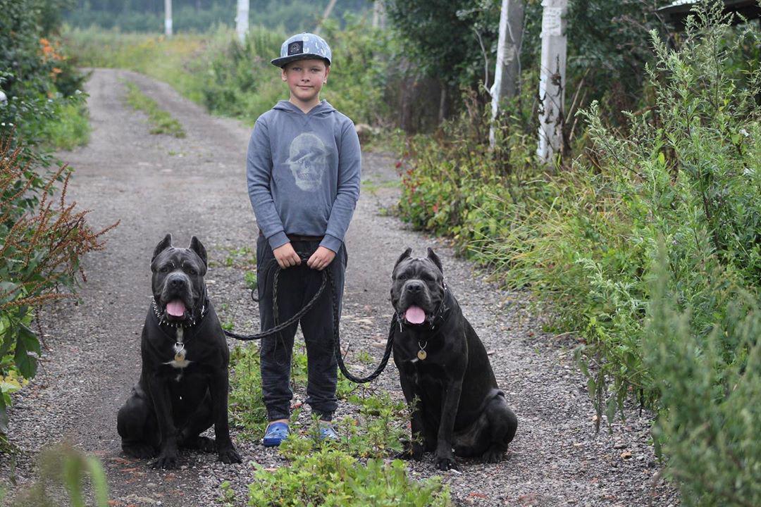 A kid standing in between the two Cani Corsi in the pathway