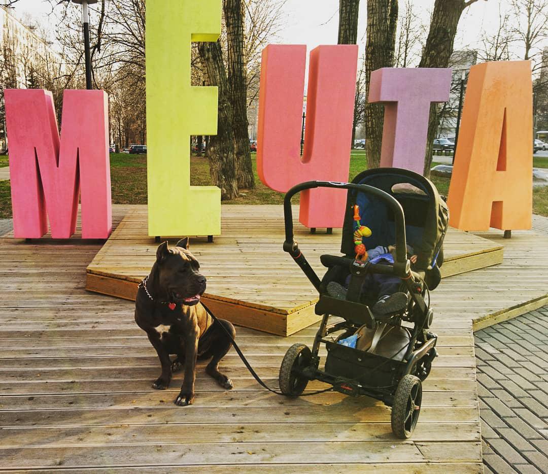 A Cani Corsi sitting in the wooden floor at the park next to a stroller with a baby inside