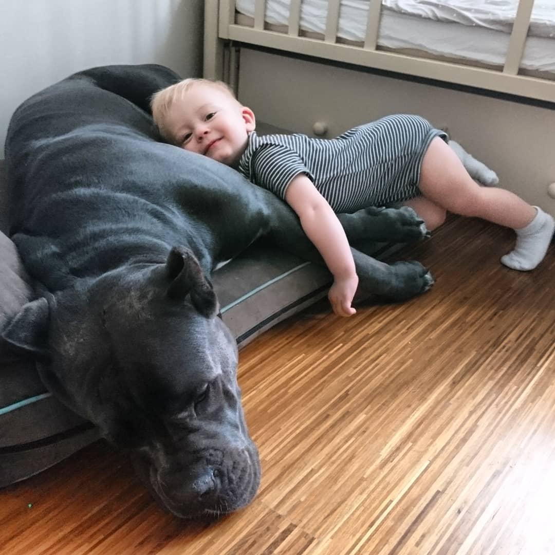 A Cani Corsi lying on the bed with a baby lying and leaning towards him