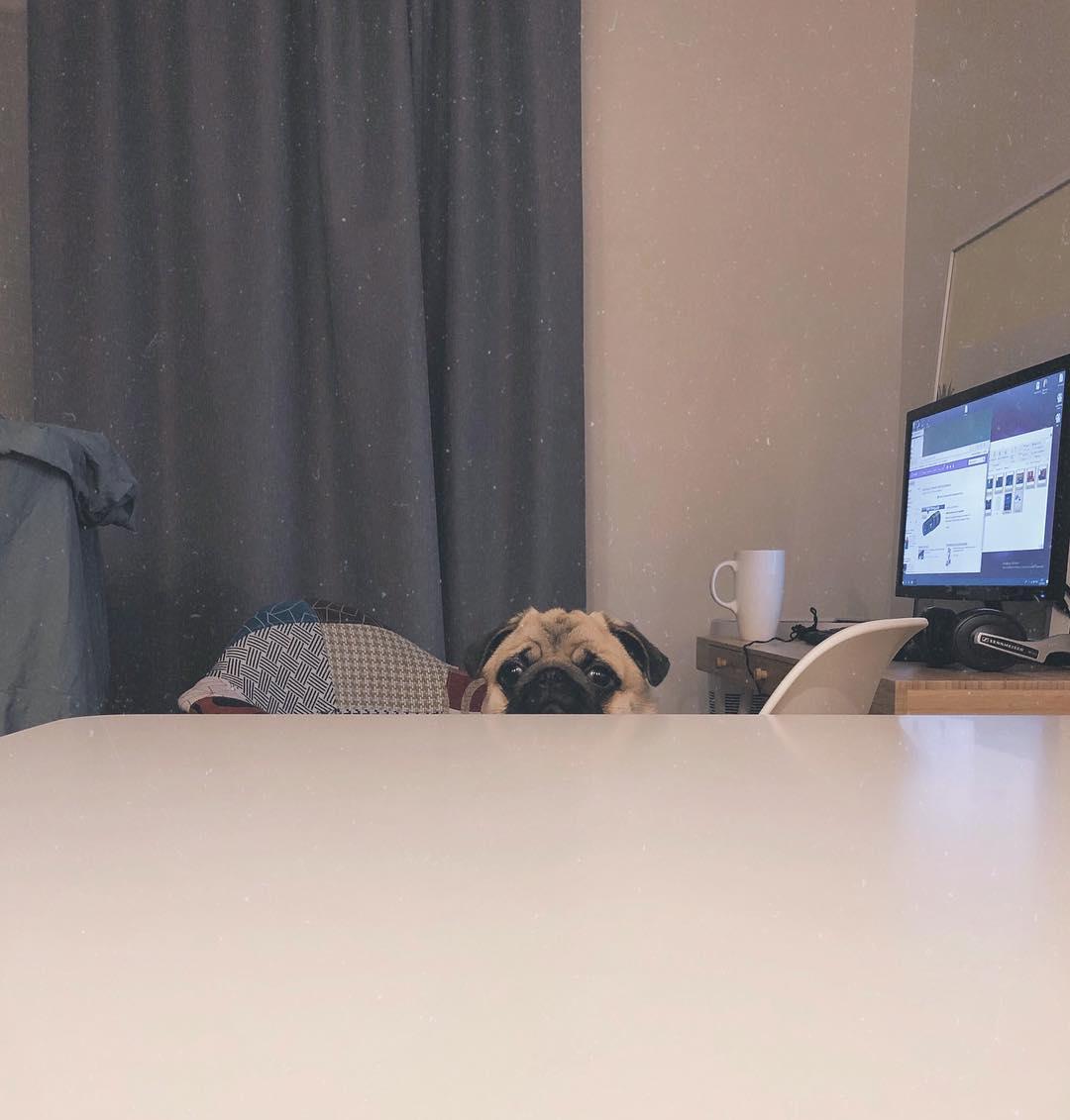 A Pug on the chair peeking behind the table