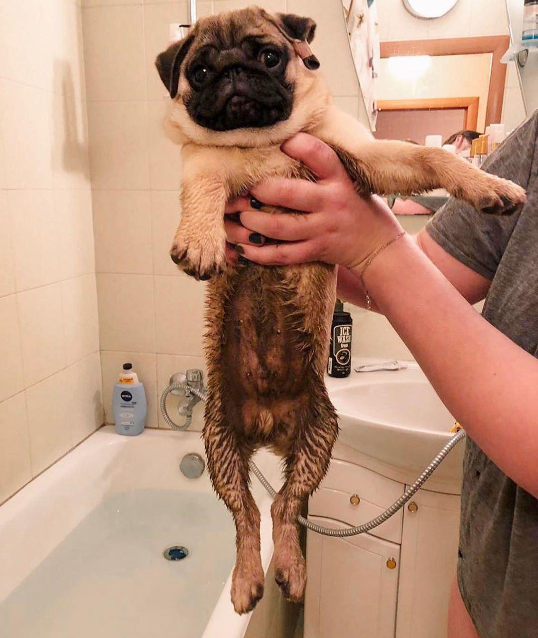 A man holding a Pug with dirt in its tummy