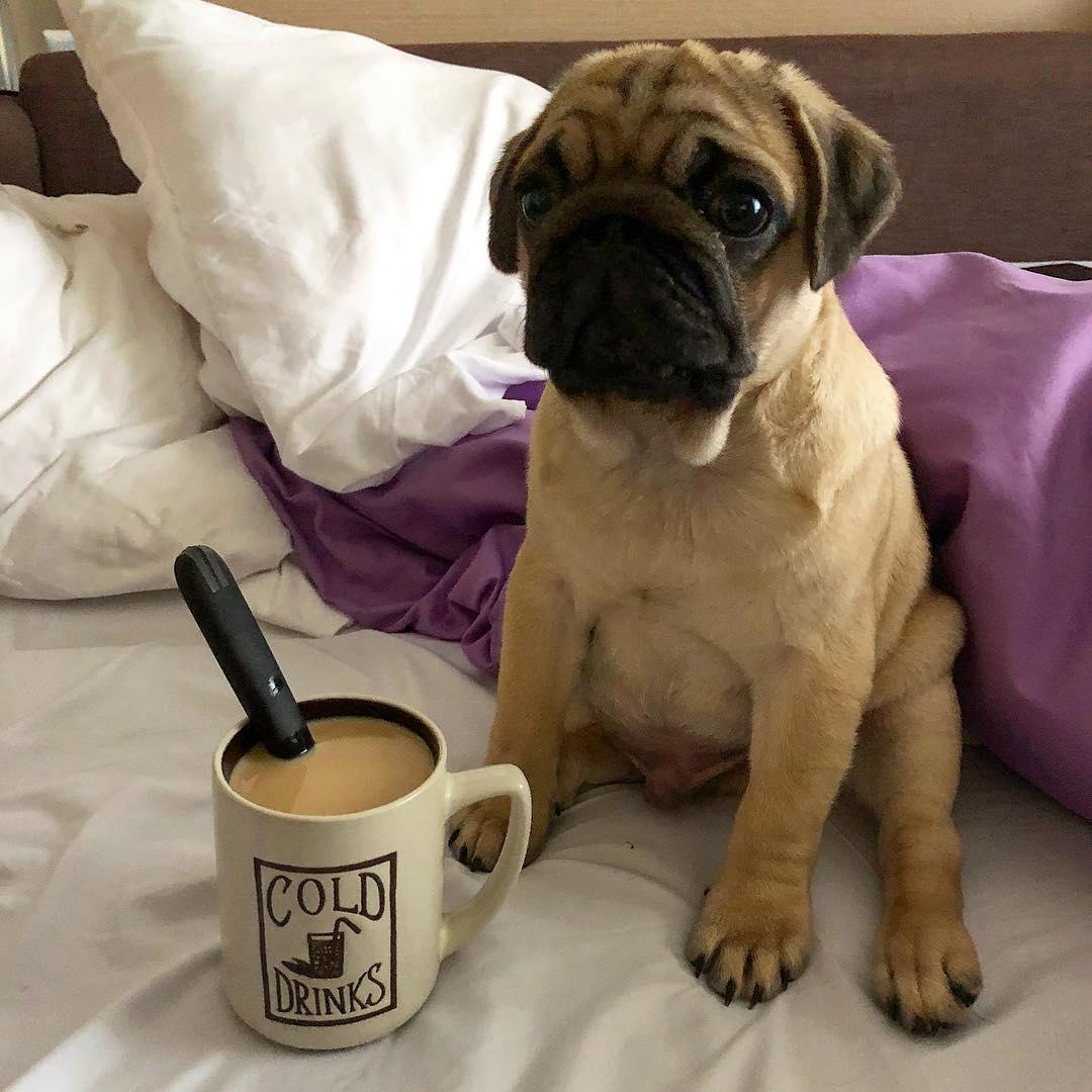 A Pug sitting on the bed next to a cup of coffee