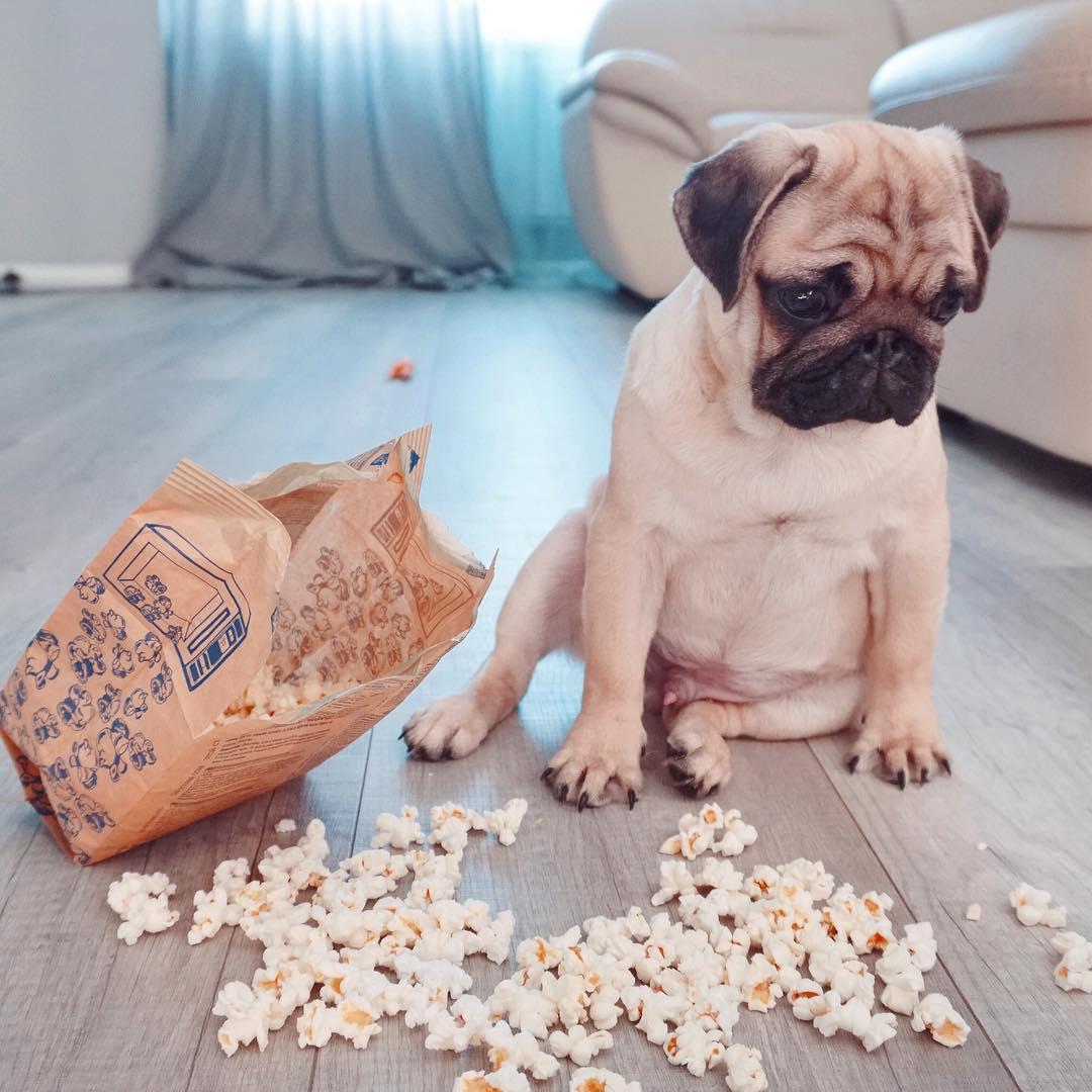 A Pug sitting on the wooden floor next to a spilled popcorn from a paper bag