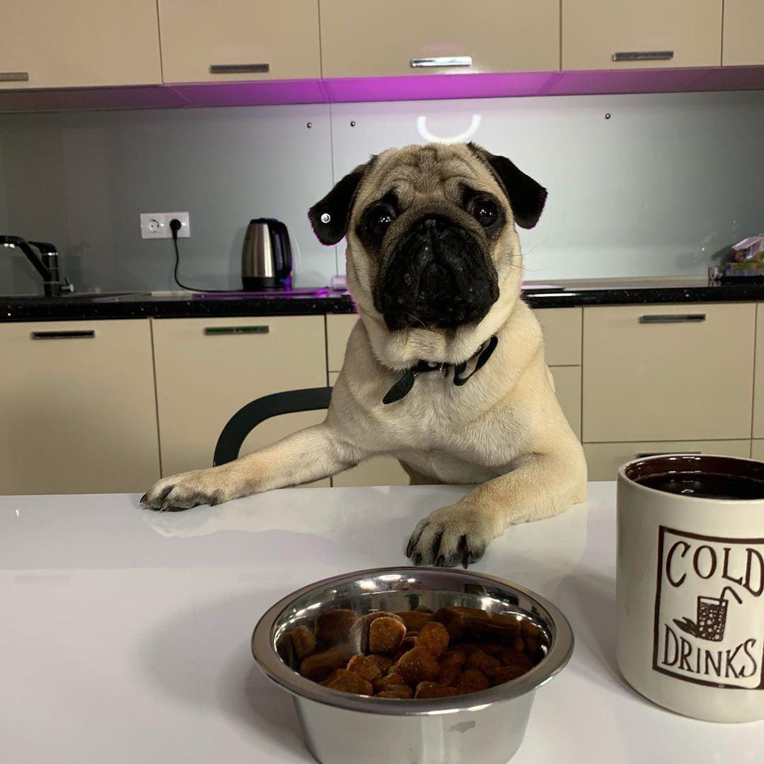 A begging Pug behind the table with its food in a bowl in front of him