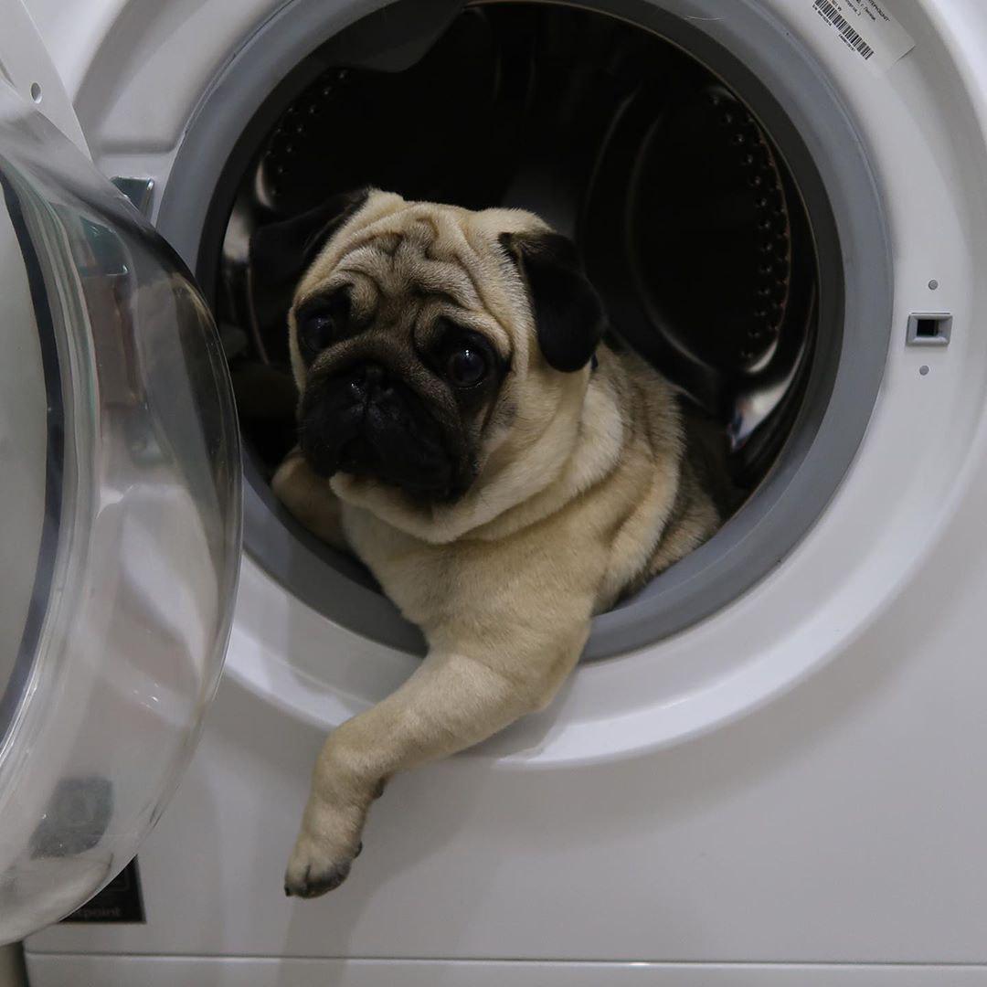 A Pug lying inside the washing machine