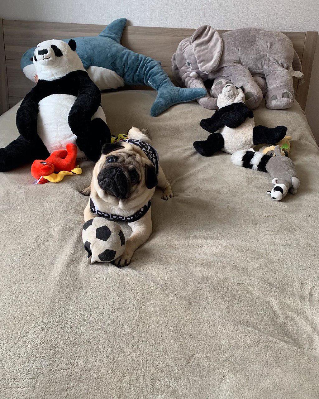 A Pug lying on the bed with a ball along with its stuffed toys