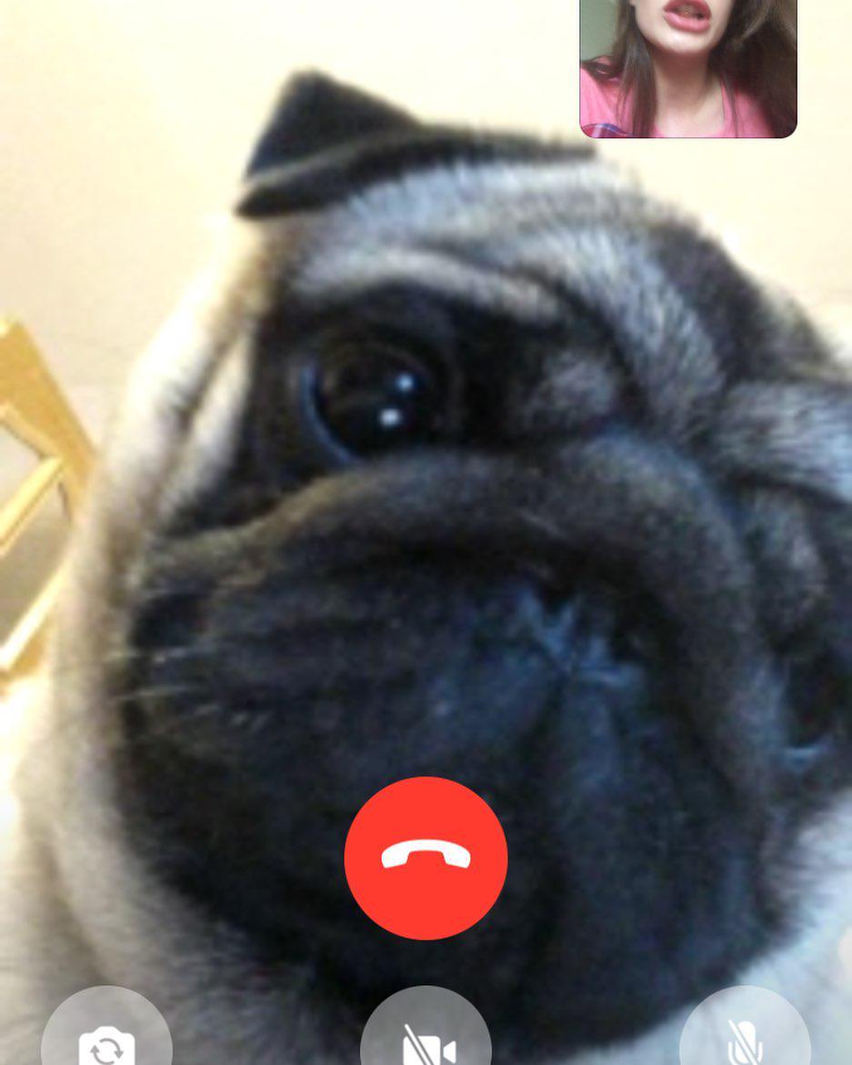 face of a Pug on the screen of the phone having a video call with a woman