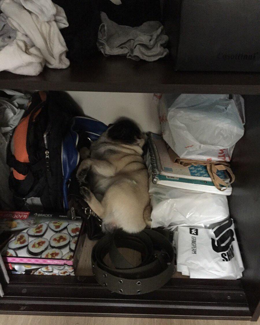 A Pug lying in a cabinet along with things