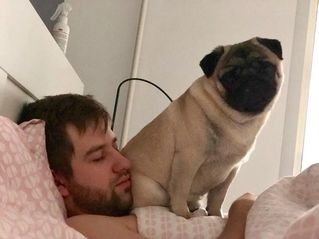 A Pug sitting on top of the chest of a woman lying on the bed
