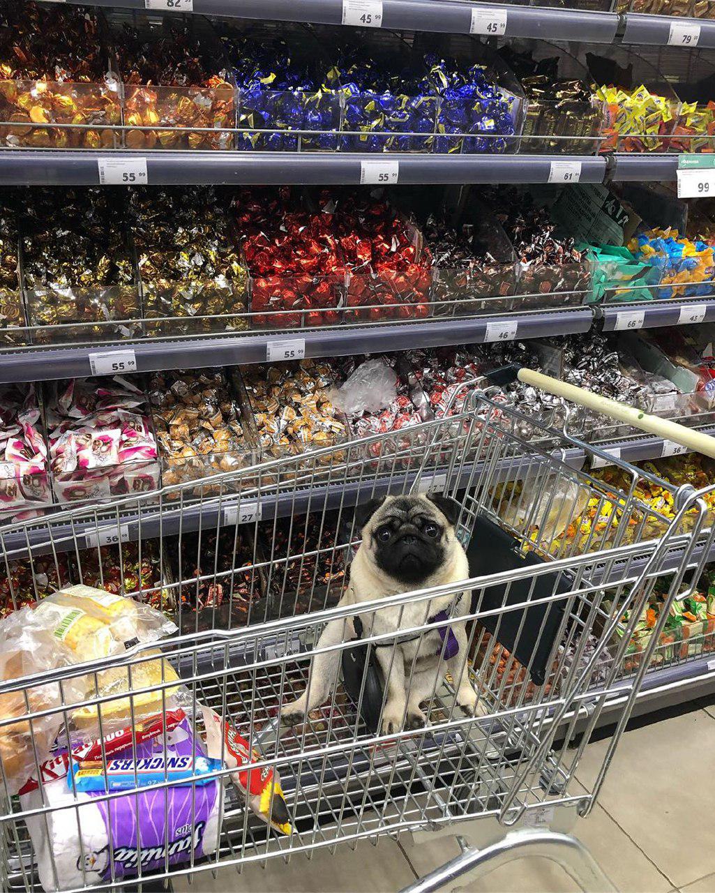 A Pug sitting in a push cart at the grocery store