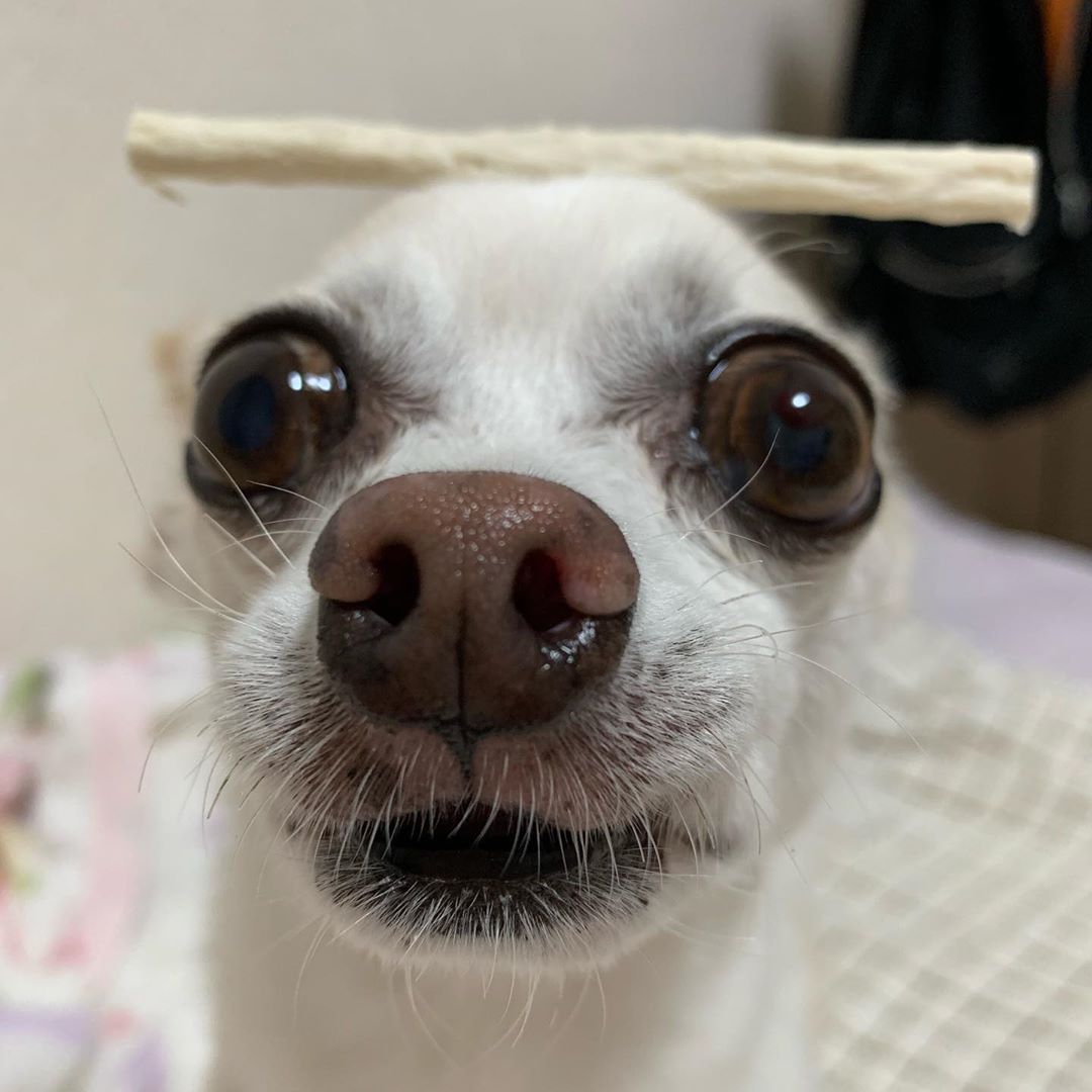 close up picture of the face of a Chihuahua with treats on top of its head