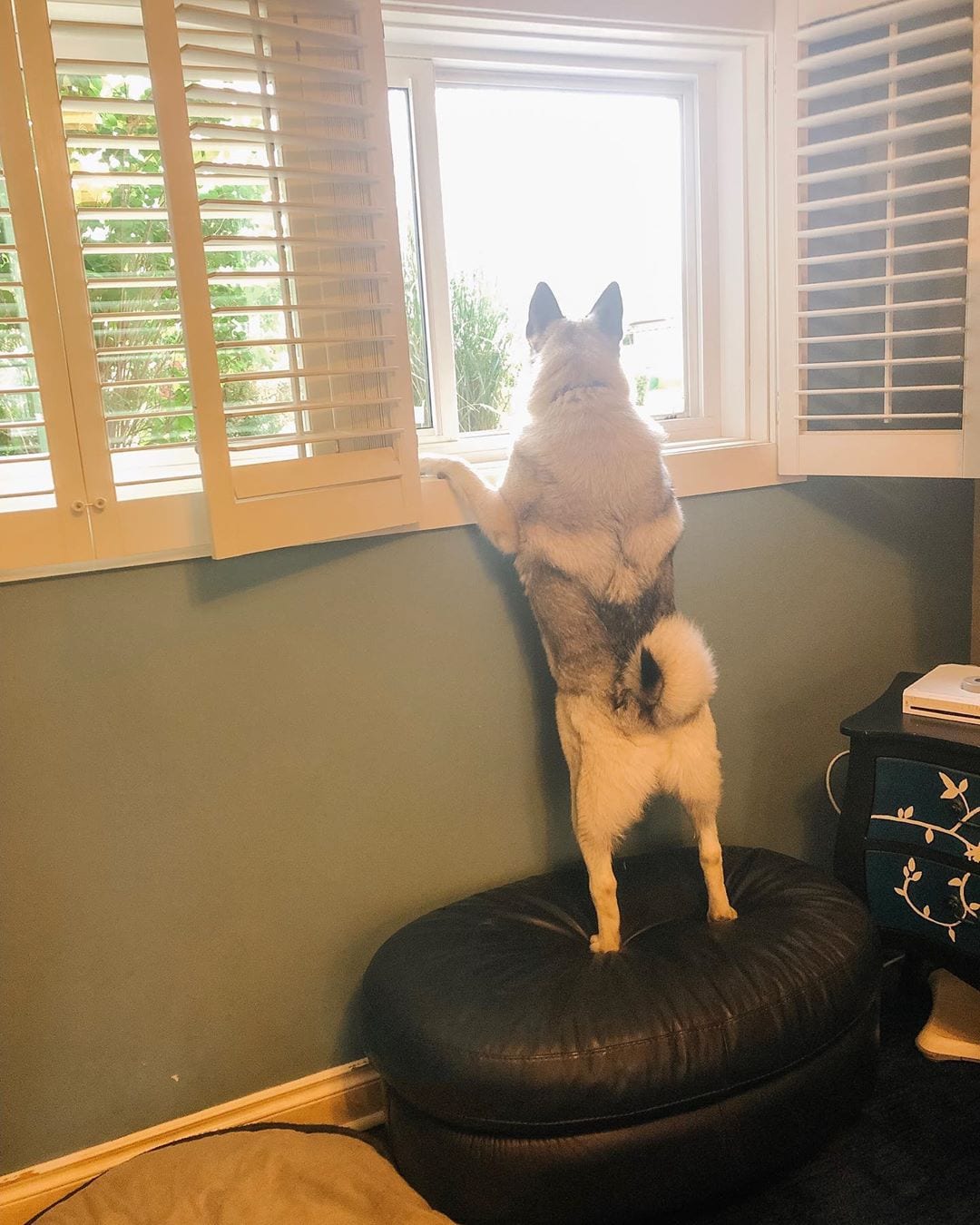 A Norwegian Elkhound standing up on the chair while looking outside the window