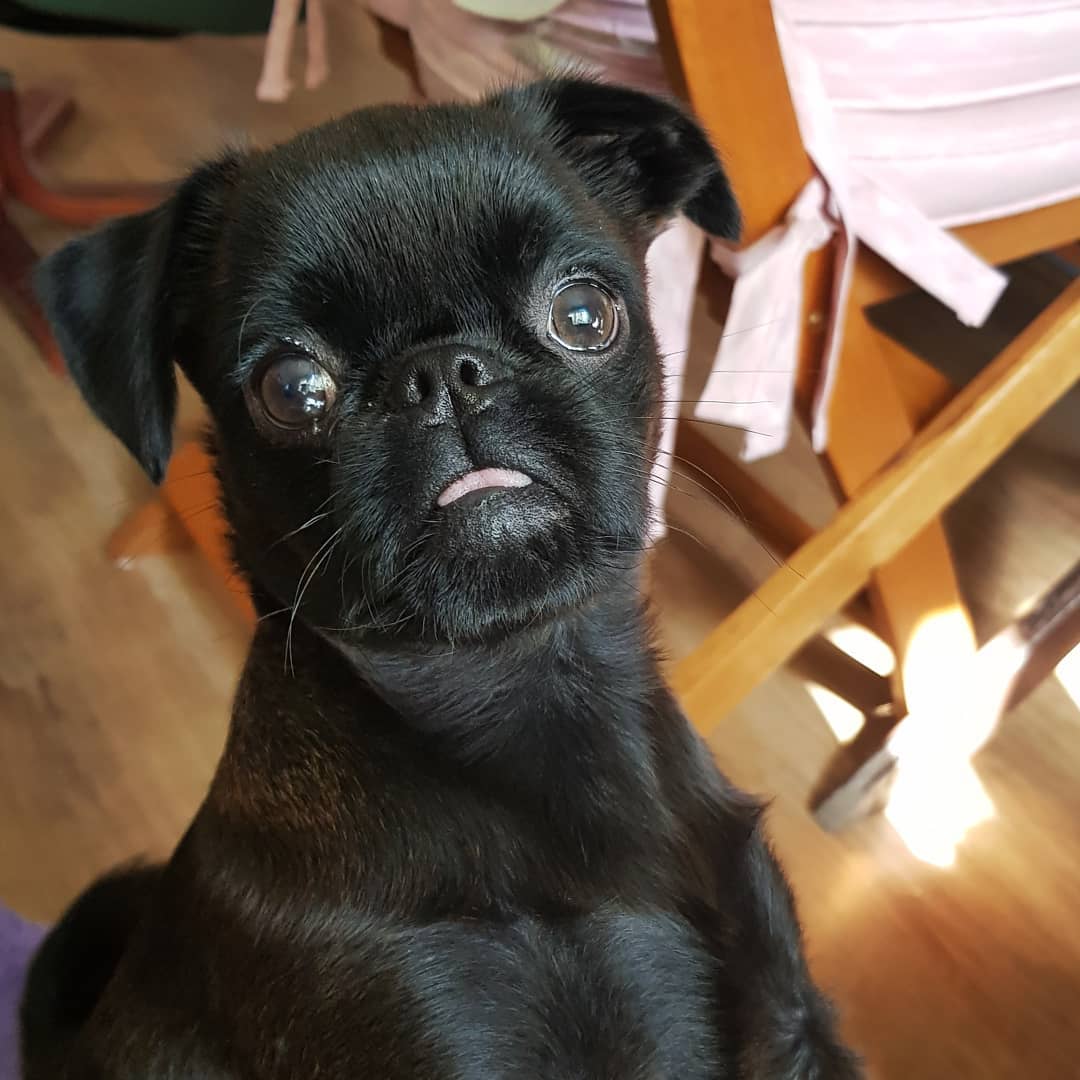 A black Brussels Griffon with its begging face