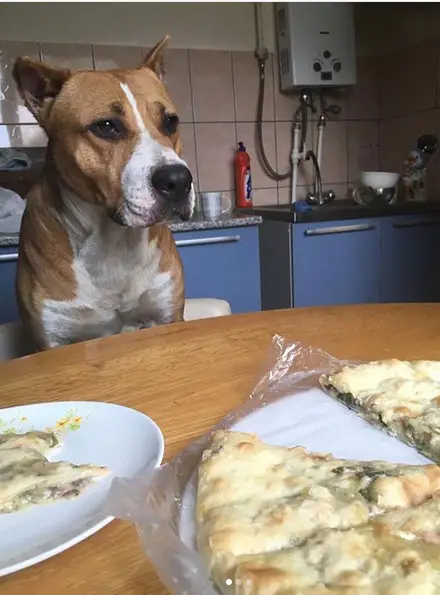 A Staffordshire Bull Terrier sitting at the table behind the pizza