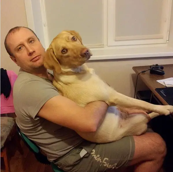 A man sitting on the chair with a Yellow Labrador on his lap
