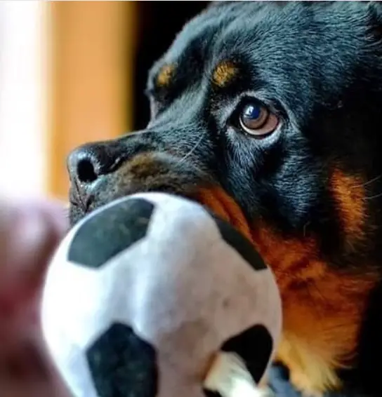 Rottweiler with a ball in its mouth