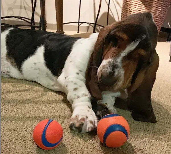 Basset Hound sleeping on the floor while reaching towards the balls