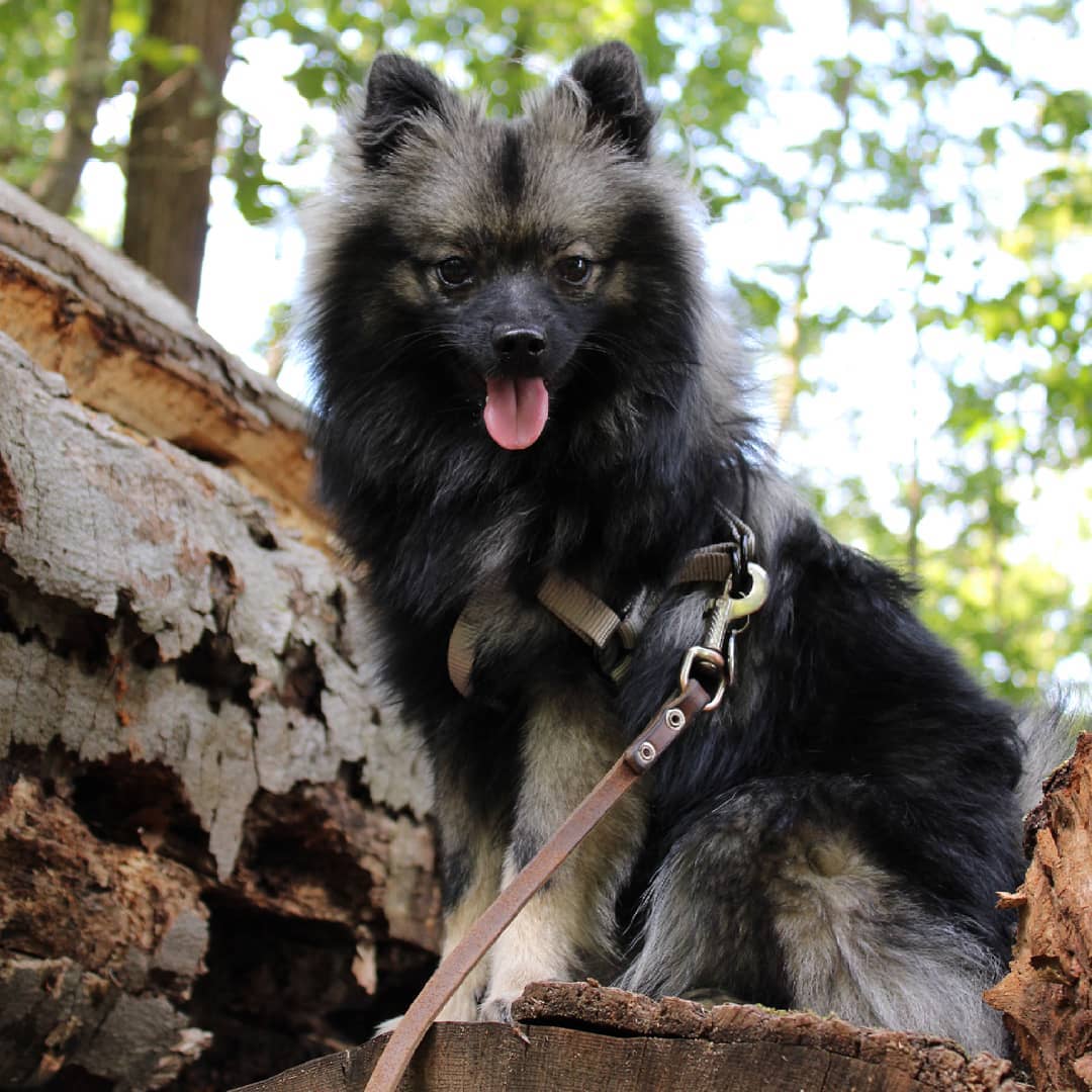 A Keeshond sitting on top of the wood in the forest