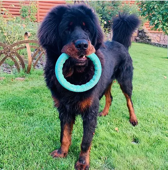 Tibetan Mastiff with a ring chew toy in its mouth
