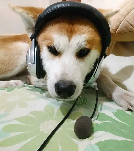 Akita Inu on the bed wearing a headset