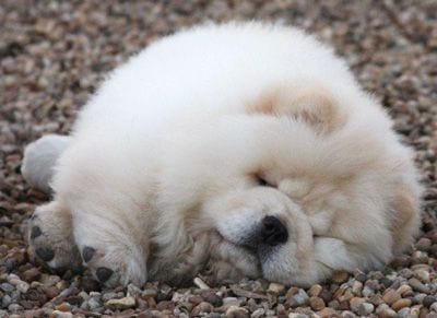 white Chow Chow sleeping on the pebbles