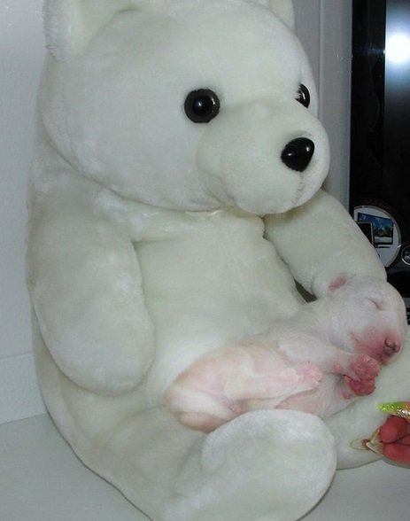 Bull Terrier puppy sleeping on the lap of a large white teddy bear