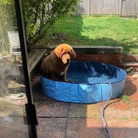 Tibetan Mastiff dog sitting with its sad face inside the small kiddie pool