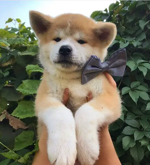 holding up an Akita Inu puppy wearing a black ribbon tie against the wall of leaves
