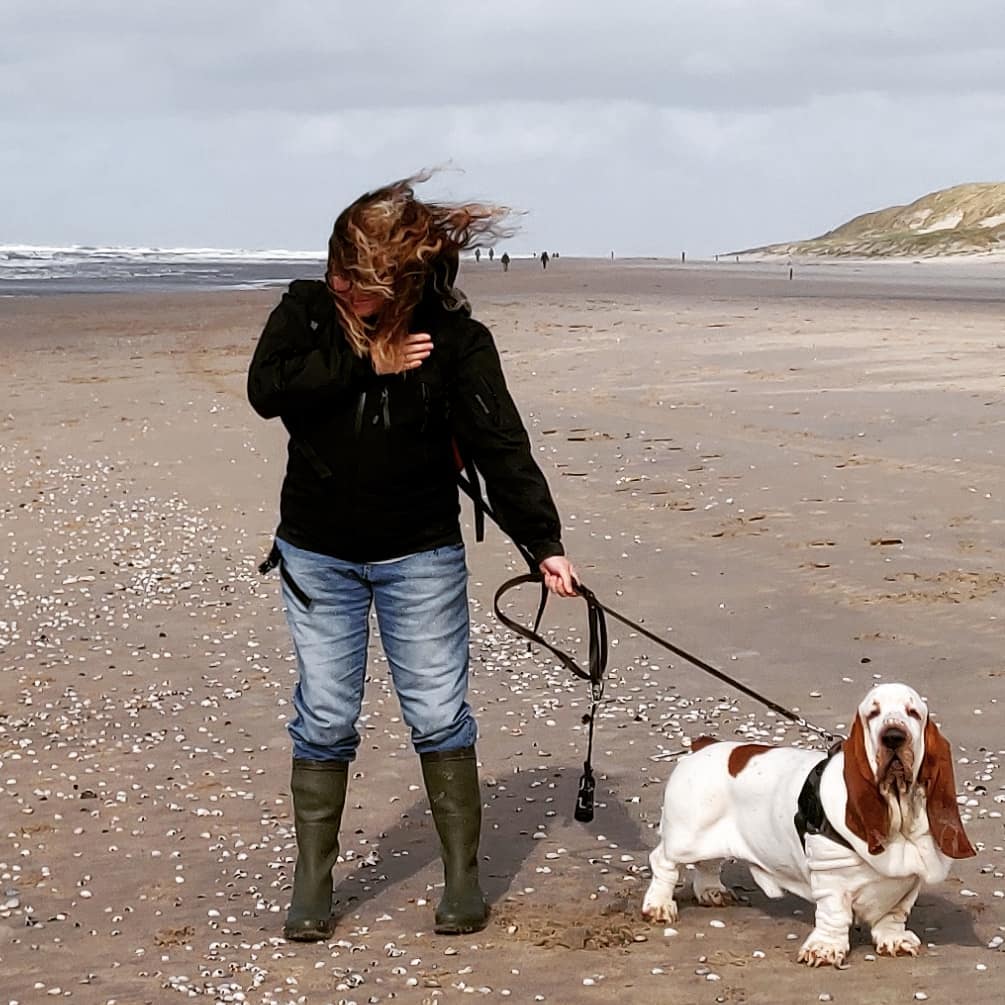 Basset Hound Dog taking a walk at the beach